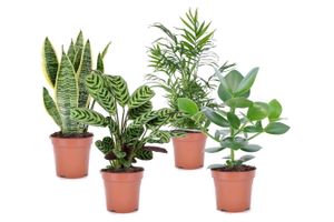 Set van 4 (oer)sterke kamerplanten (25 - 45 cm)
