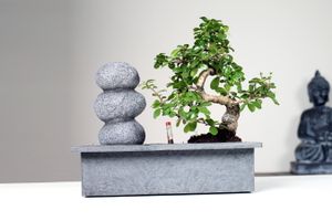 Bonsai mit Zen-Stein-Wasserfall (25 - 30 cm)