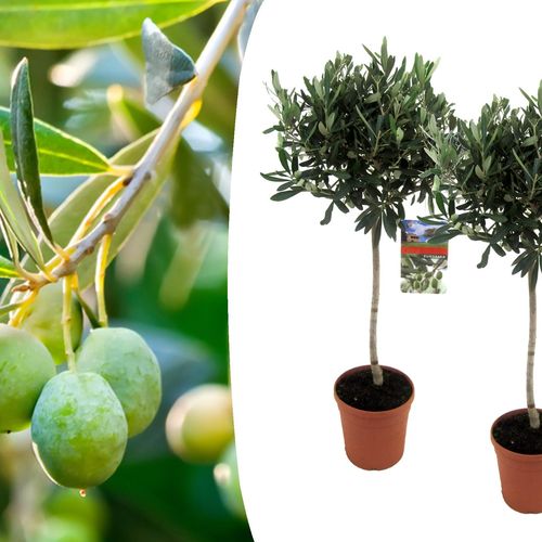 2 olijfbomen (90 - 100 cm)